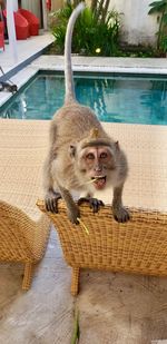 Portrait of monkey sitting in swimming pool