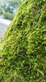 Close-up of grass