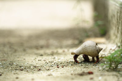 Side view of a crab on beach