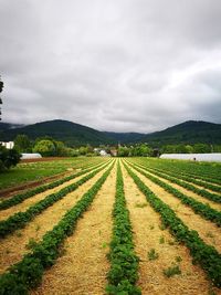 Scenic view of field against cloudy sky