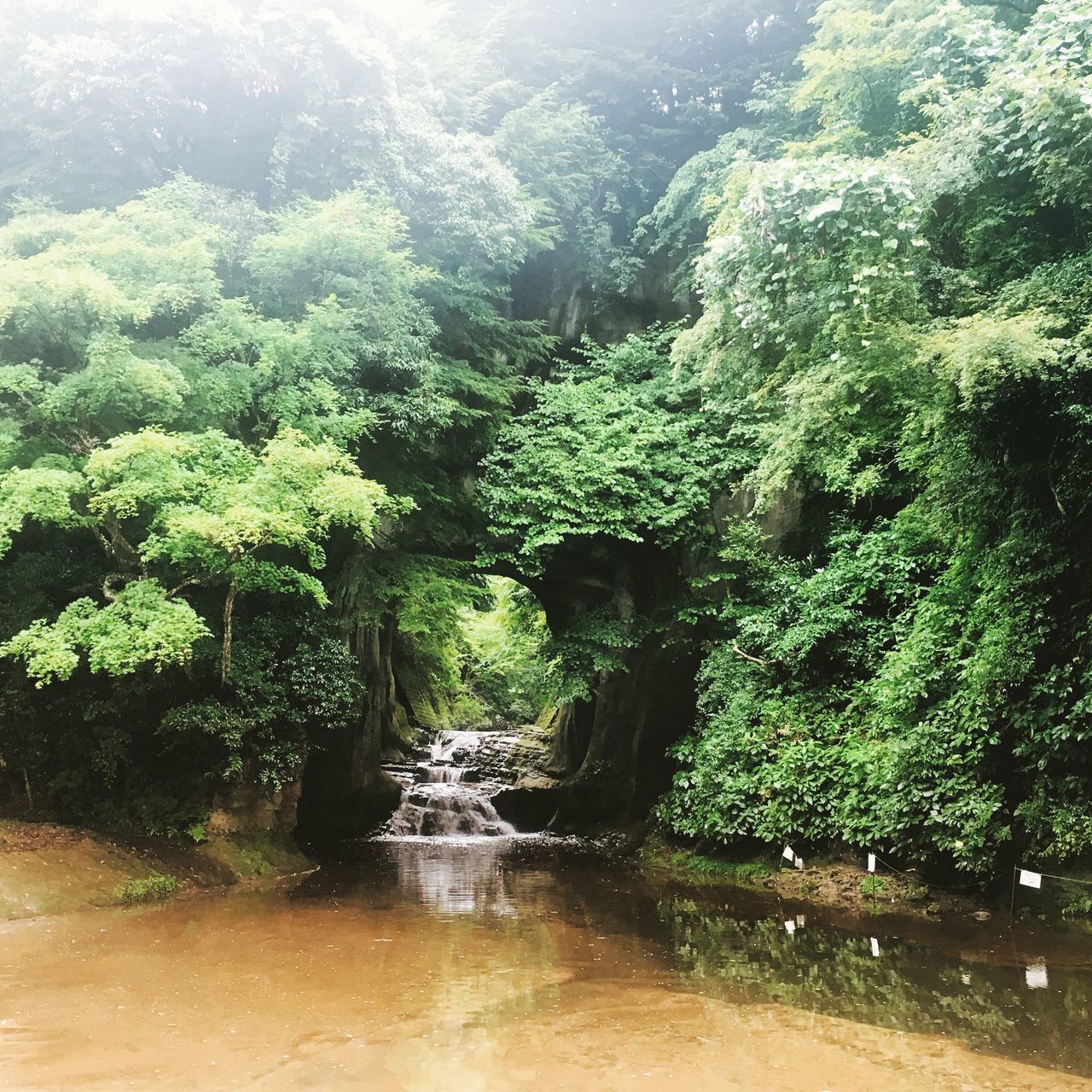 nature, waterfall, forest, tree, beauty in nature, water, river, growth, scenics, no people, green color, motion, day, outdoors