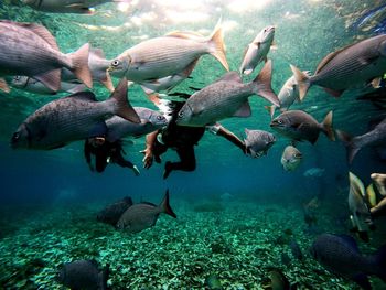 Fish swimming in aquarium