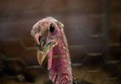 Close-up of bird in cage