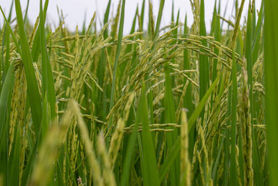 Close-up of stalks in field