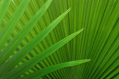 Full frame shot of palm leaves