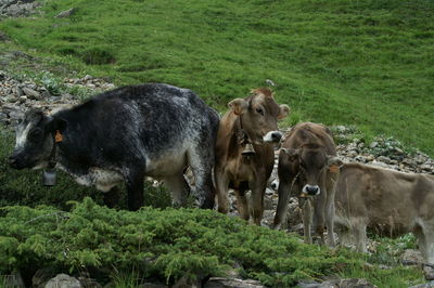 Cows on field