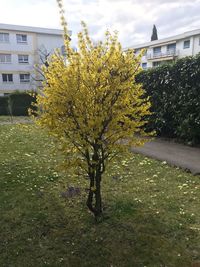 Tree and yellow flowering plant on field against building