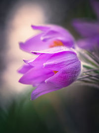 Close-up of pink crocus flower