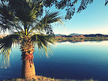 Palm trees by lake against sky