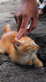 Close-up of hand touching cat