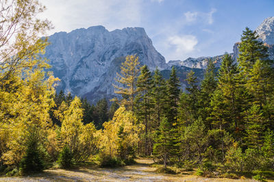 Scenic view of forest against sky during autumn