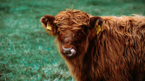 Highland cattle on a field