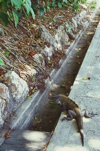 Lizard on stone wall