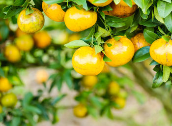 Close-up of oranges growing on plant