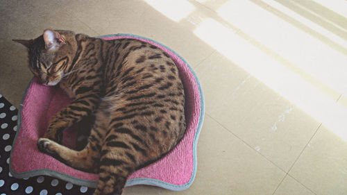 Cat resting on floor