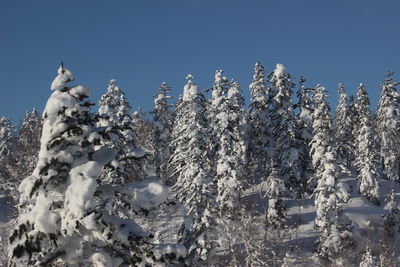 Low angle view of snow covered tree against sky