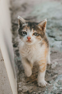 Portrait of kitten sitting outdoors