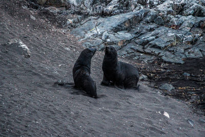 View of an animal on rock