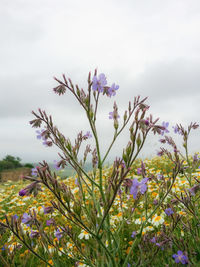 Purple flowers blooming in field