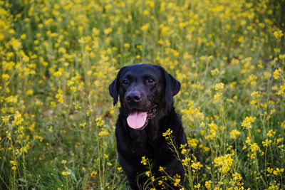 Black dog looking away in field