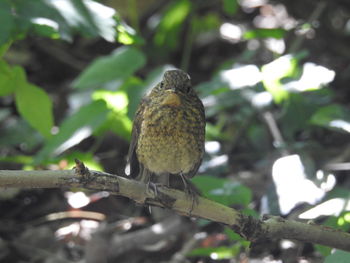 Low angle view of bird perching on tree