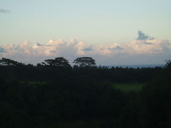 Trees in forest against sky