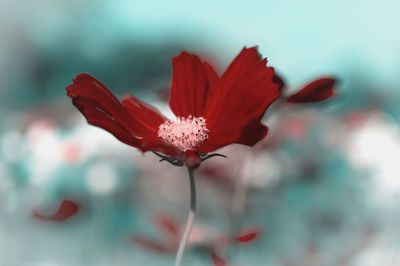 Close-up of red flower