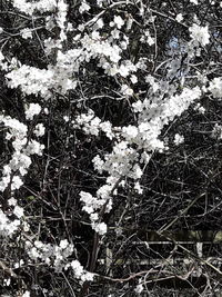 Close-up of white flowering tree in field