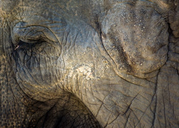 Full frame shot of elephant