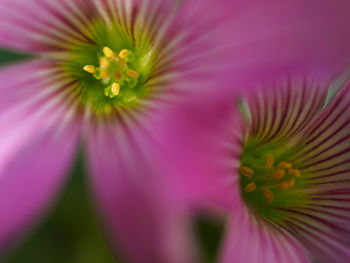 Close-up of flower blooming outdoors