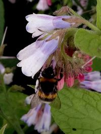 Close-up of bee on flower