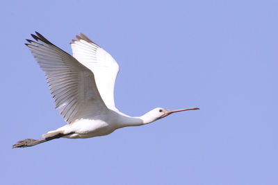 Low angle view of  spoonbill flying