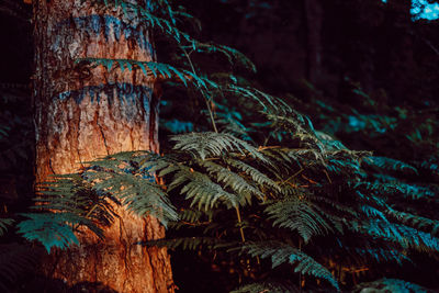 Close-up of tree trunk in forest