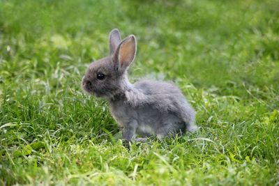 View of an animal on grass