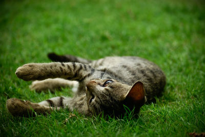 Lion resting on a field