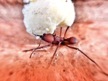 Close-up of insect
