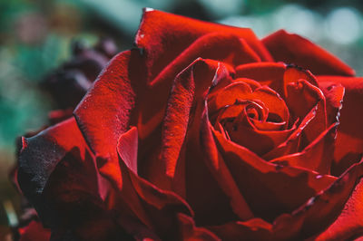 Close-up of red rose