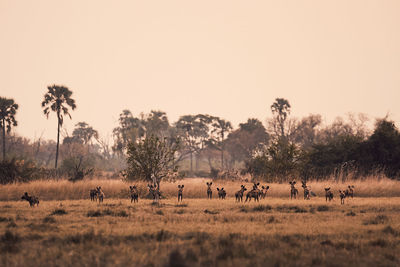 Scenic view of field against clear sky with african wild dogs.