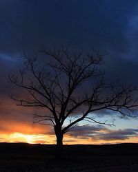 Silhouette of bare tree on field at sunset