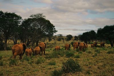 Cows on field against sky