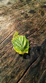 High angle view of leaf on wood