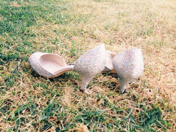 Animal shell on grassy field