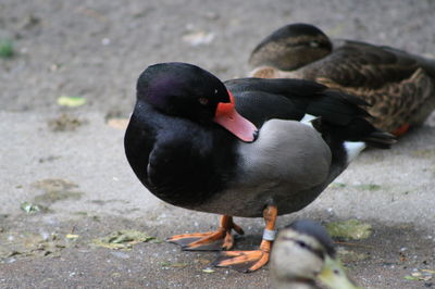 Close-up of mallard duck