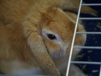 Close-up of pig in cage at zoo