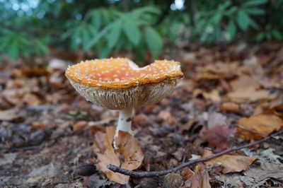 Close-up of mushroom growing on field