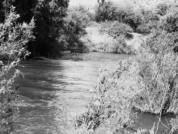 River amidst trees in forest