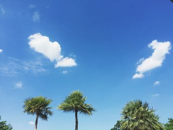 Low angle view of coconut palm trees against blue sky