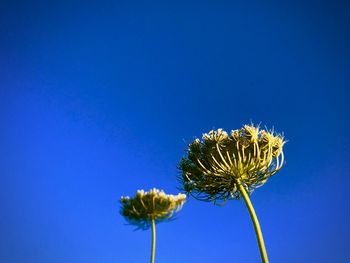 Low angle view of flowering plant against blue sky