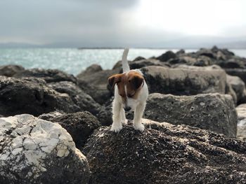 Puppy standing on rock at beach