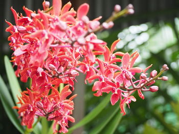Close-up of red flowering plant